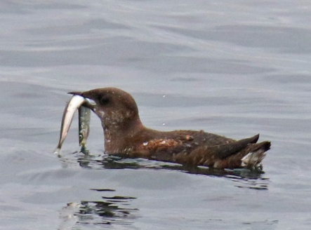 Marbled Murrelet with Fish2